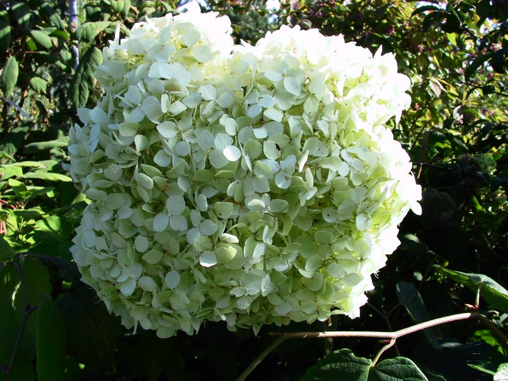 Hydrangea arborescens Annabelle 03.jpg